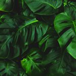 josefin-WS5yjFjycNY-unsplash